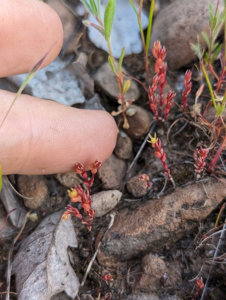 Sedella leiocarpa