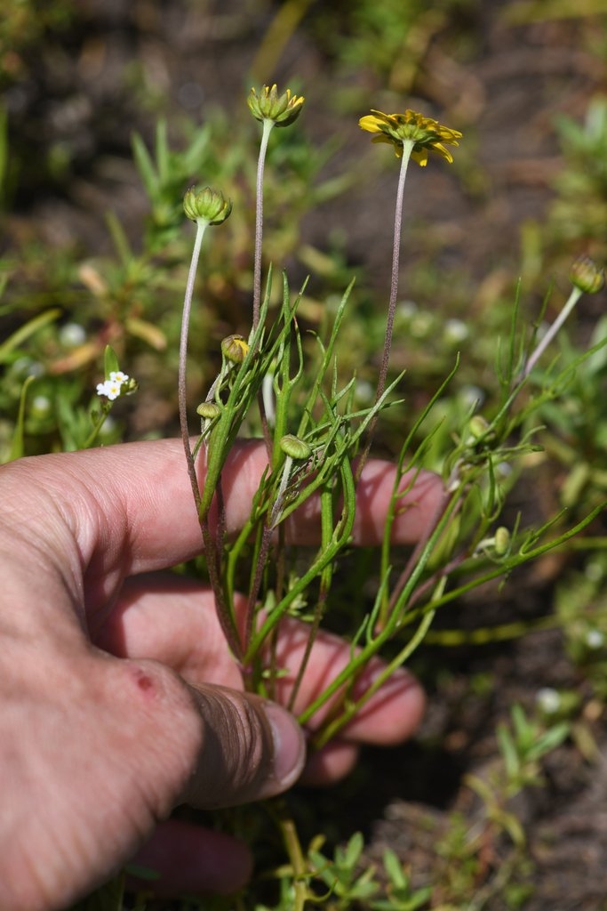 Lasthenia burkei