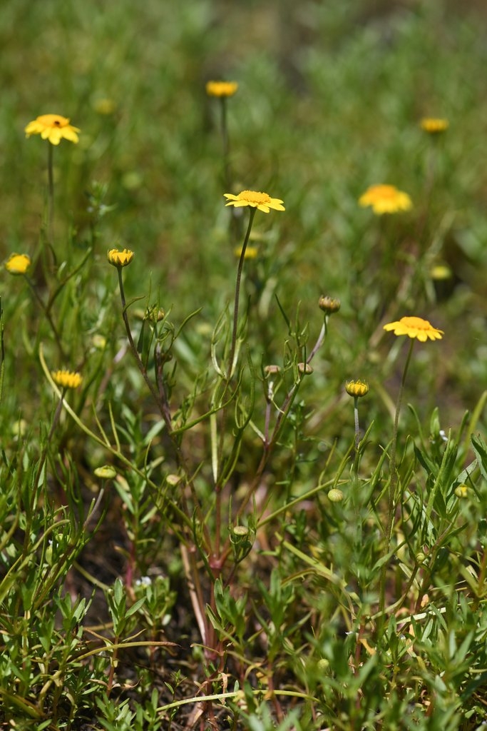 Lasthenia burkei