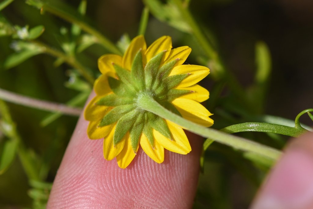 Lasthenia burkei