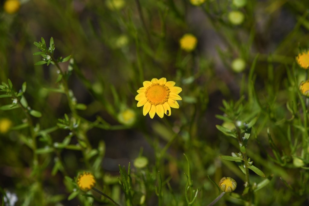 Lasthenia burkei