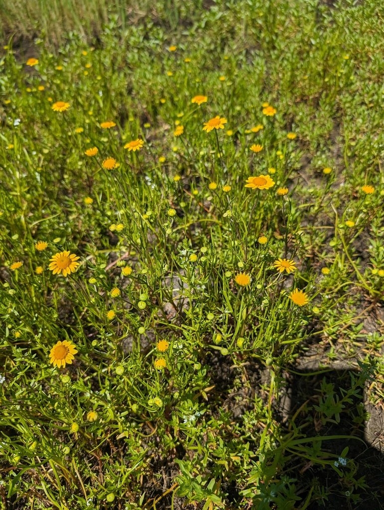 Lasthenia burkei