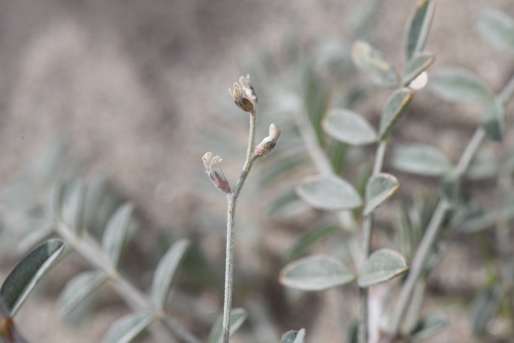 Astragalus aridus