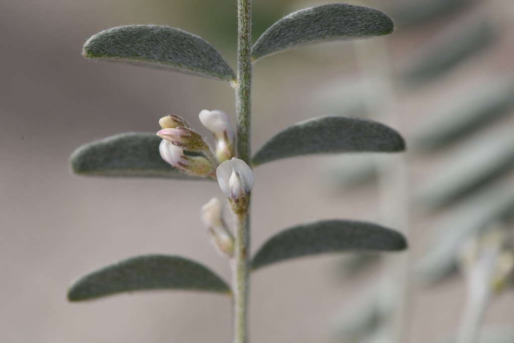 Astragalus aridus