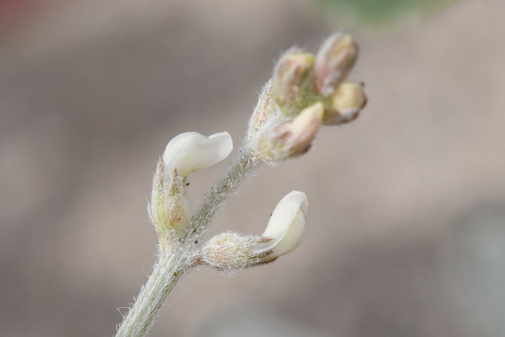 Astragalus aridus