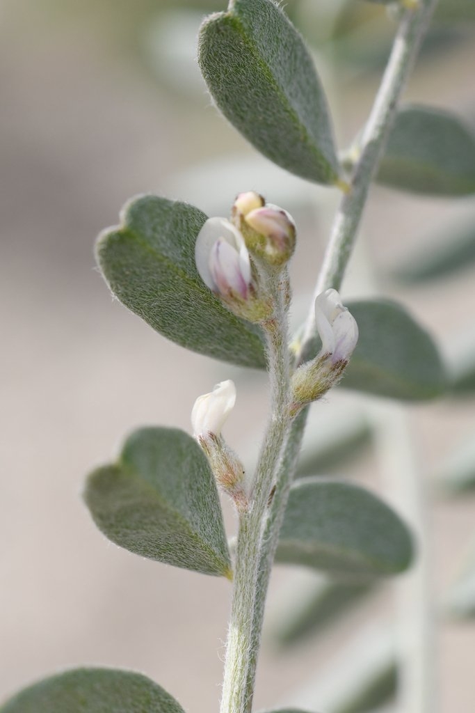 Astragalus aridus