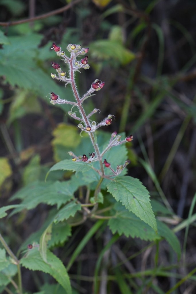 Scrophularia villosa