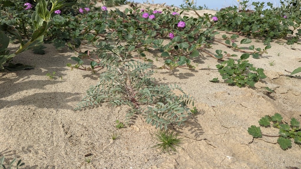 Astragalus aridus