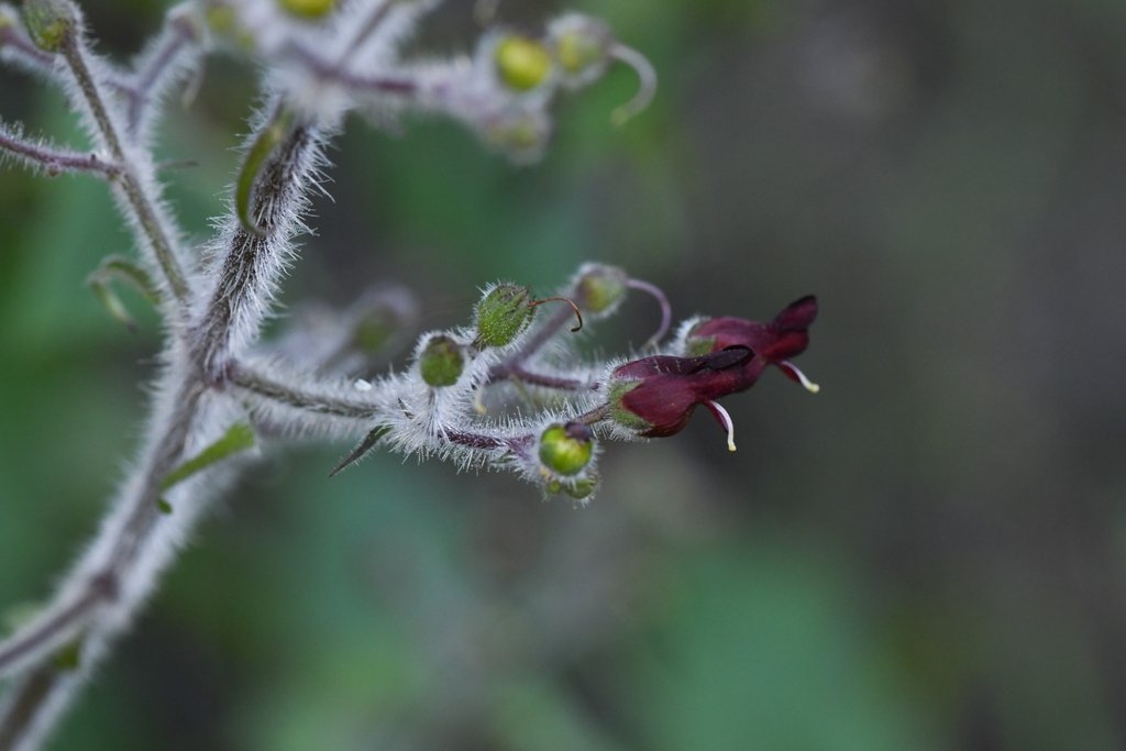 Scrophularia villosa