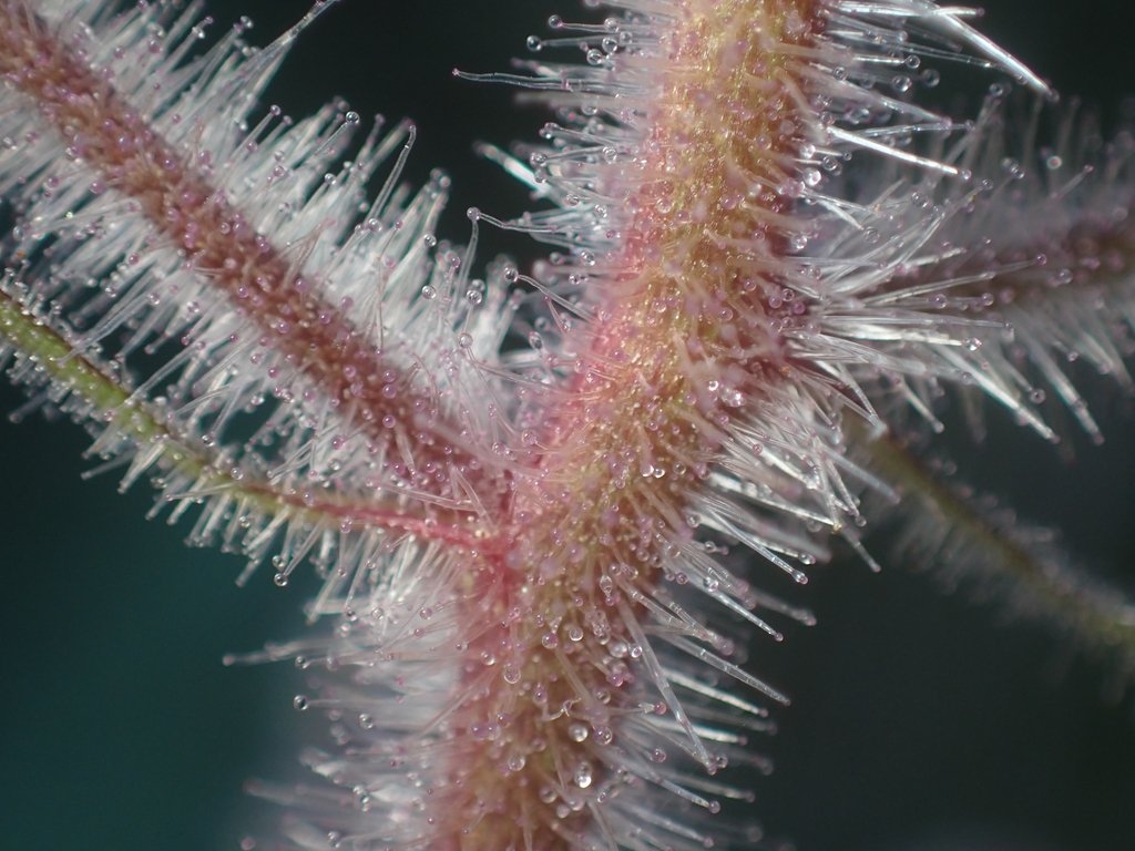 Scrophularia villosa