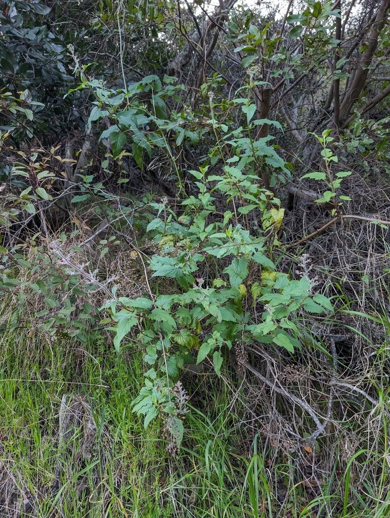 Scrophularia villosa