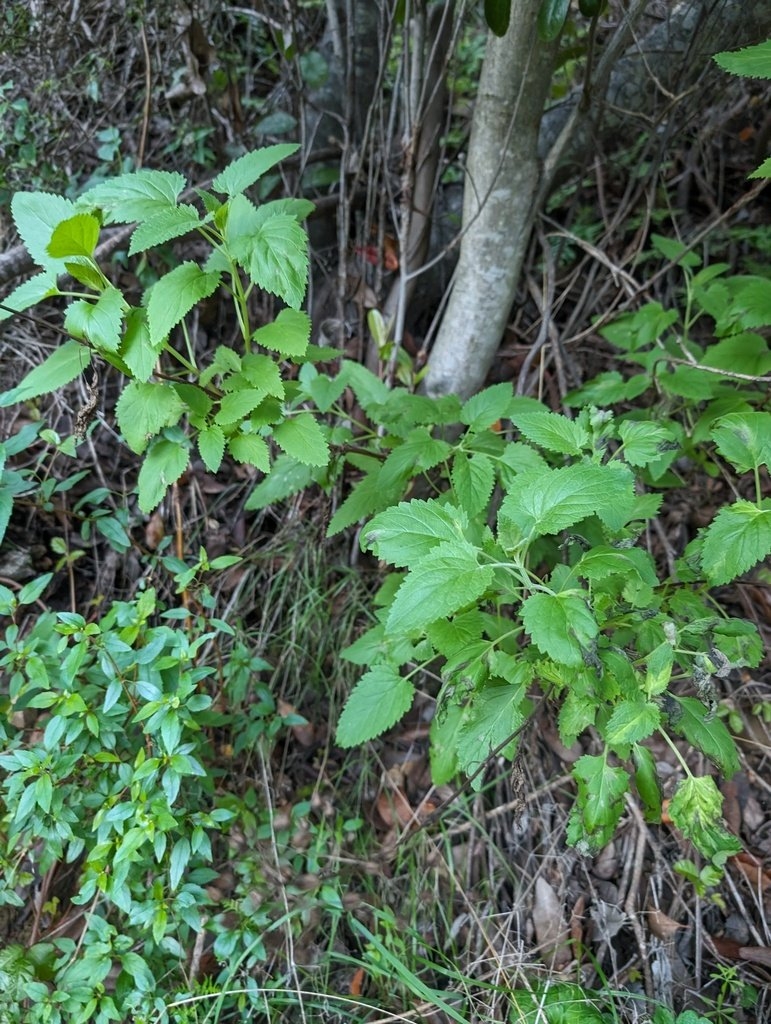 Scrophularia villosa