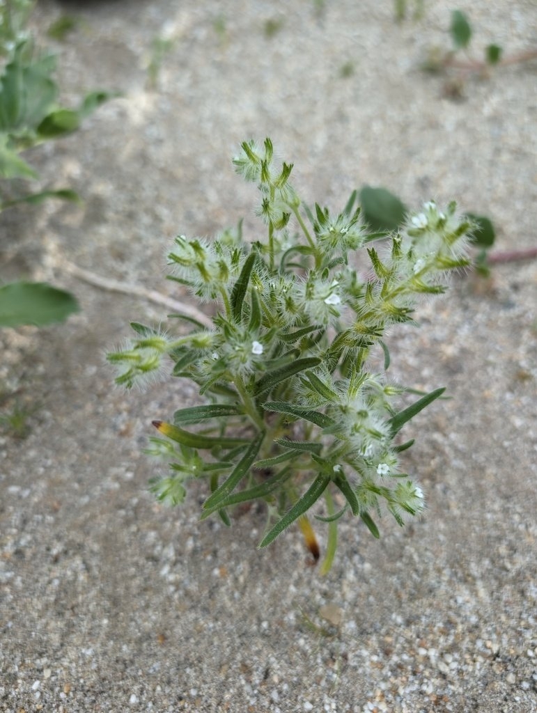 Cryptantha ganderi