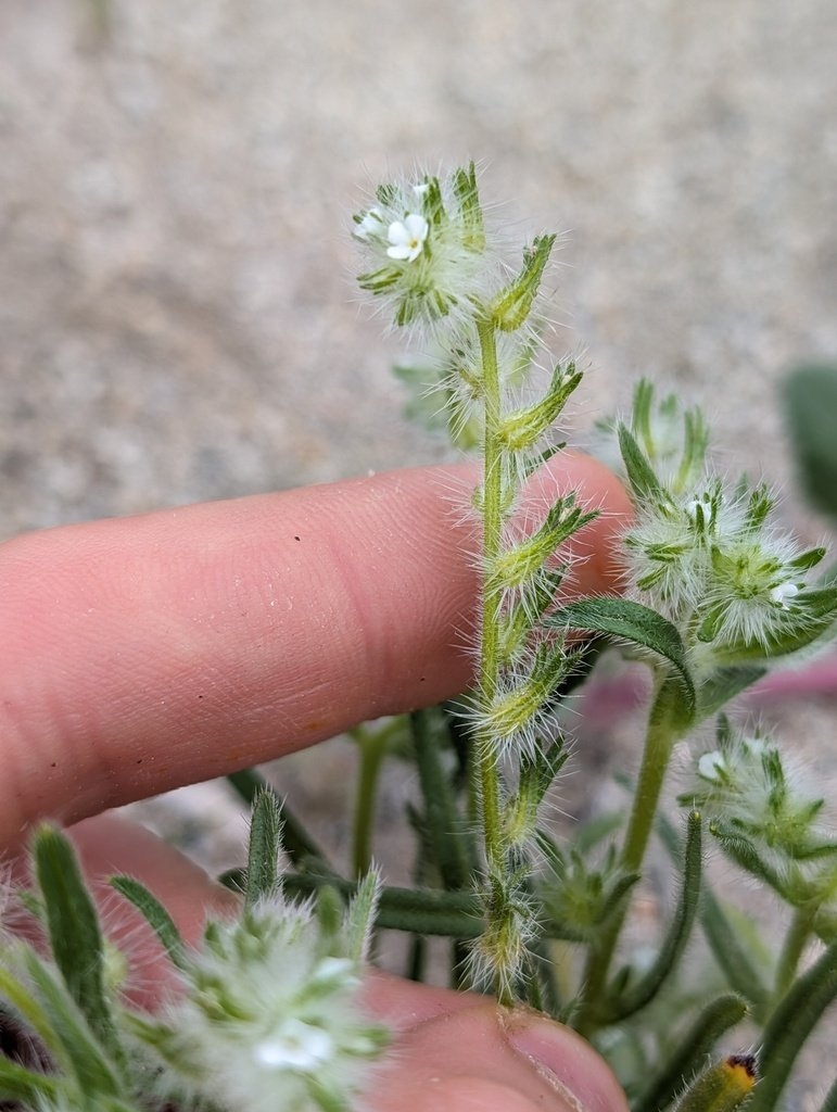 Cryptantha ganderi