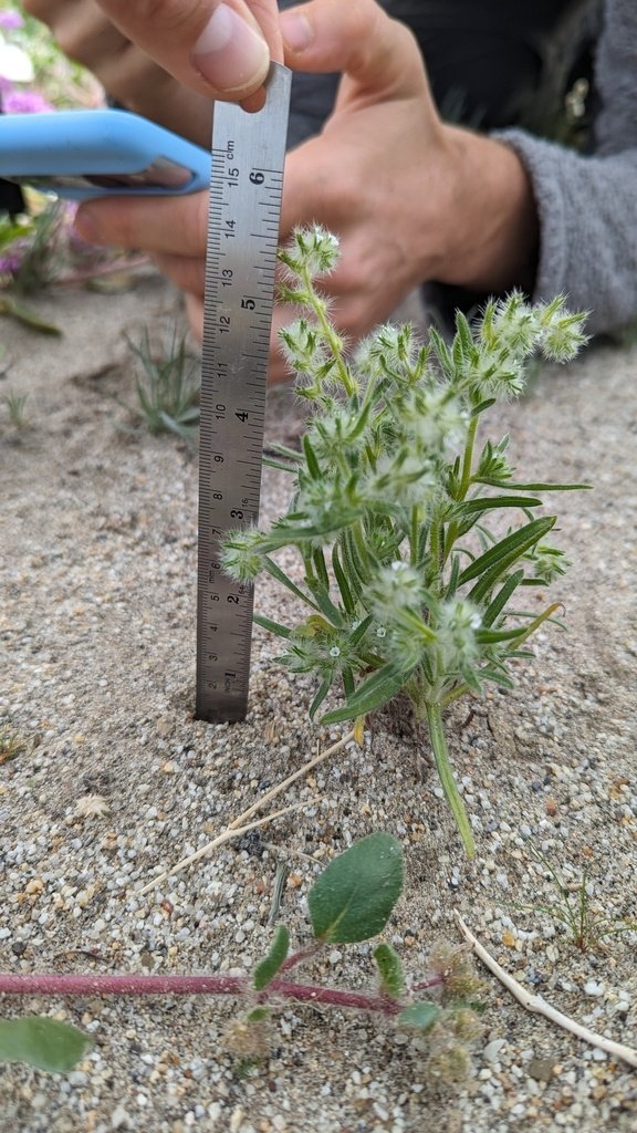 Cryptantha ganderi