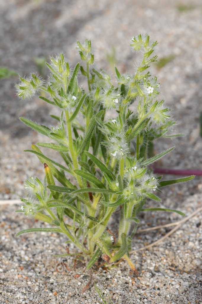 Cryptantha ganderi