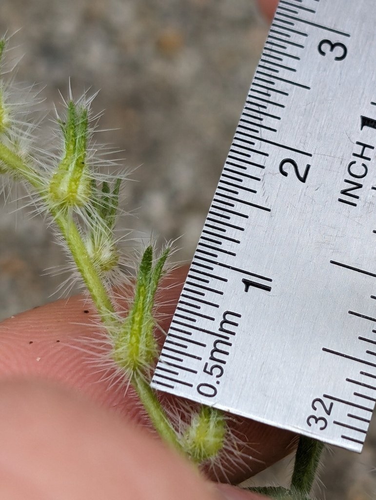 Cryptantha ganderi