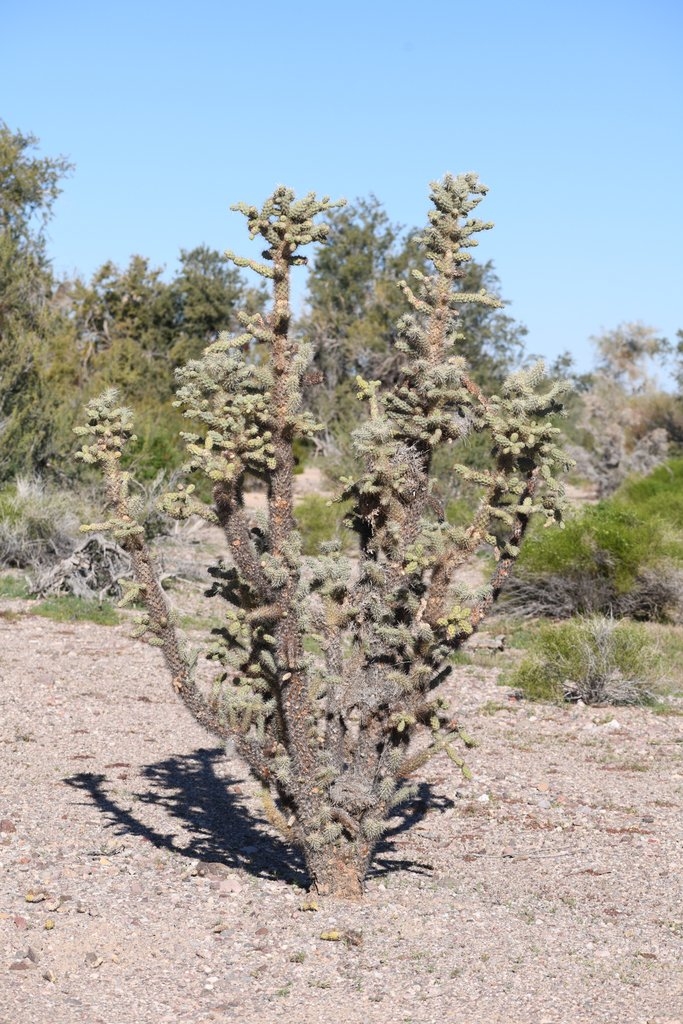 Cylindropuntia munzii