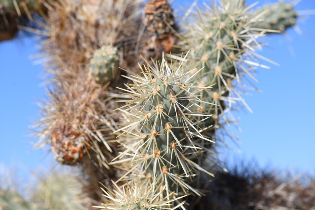 Cylindropuntia munzii