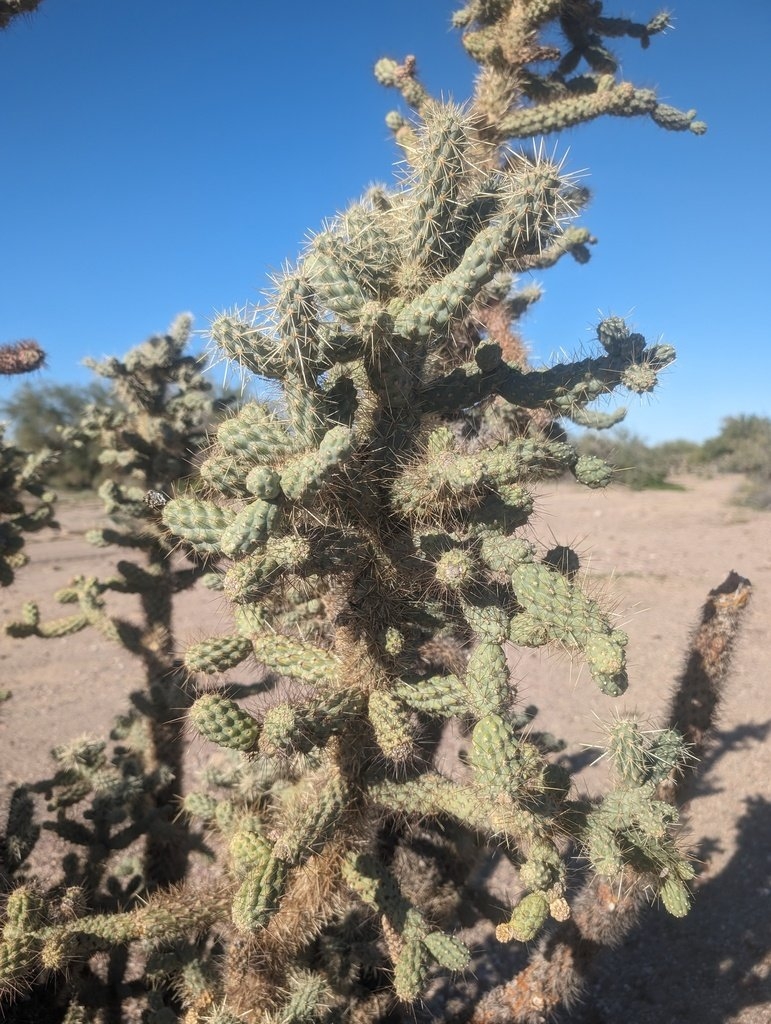 Cylindropuntia munzii