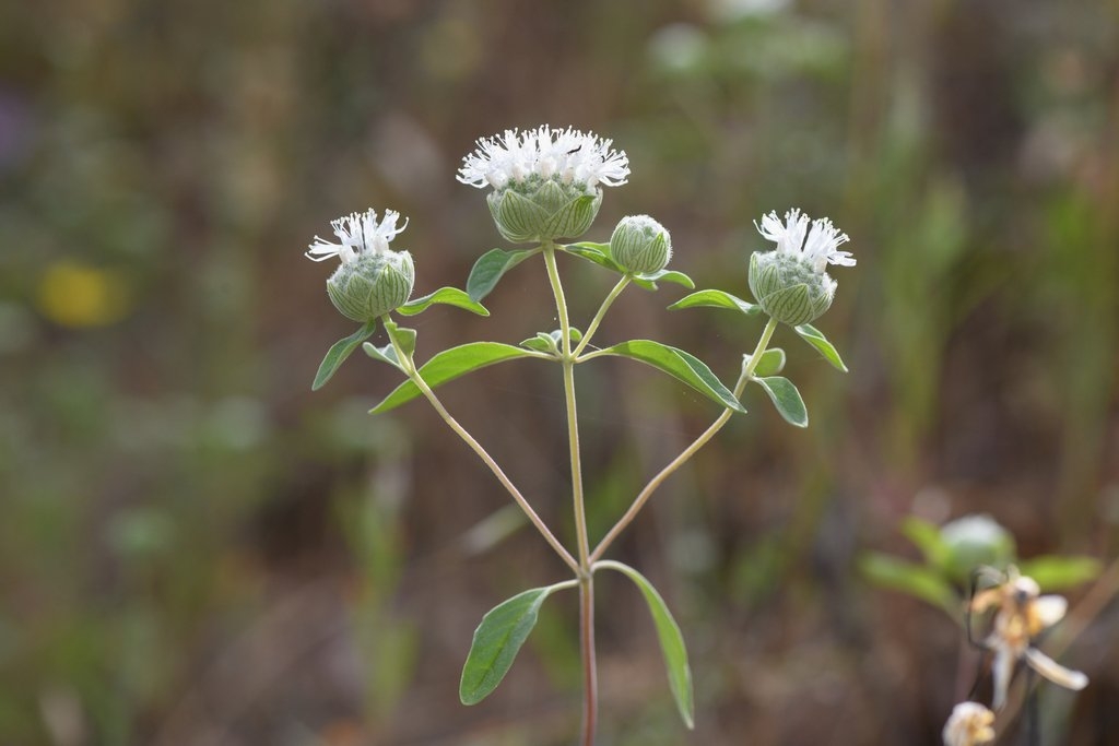 Monardella candicans