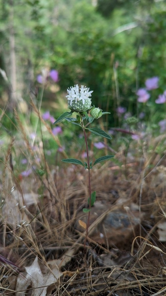 Monardella candicans