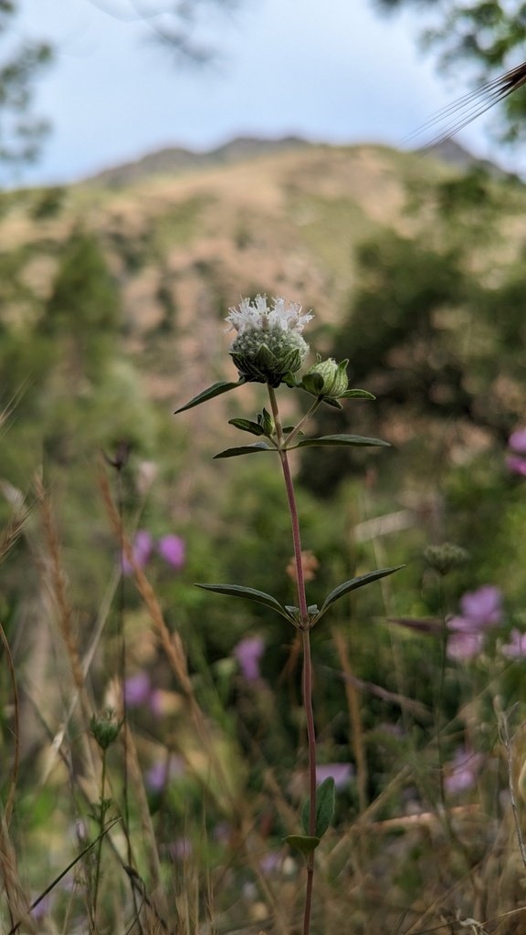 Monardella candicans