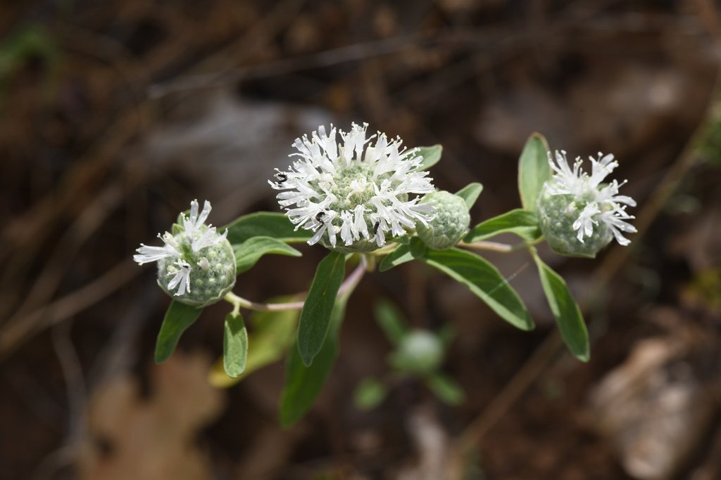 Monardella candicans