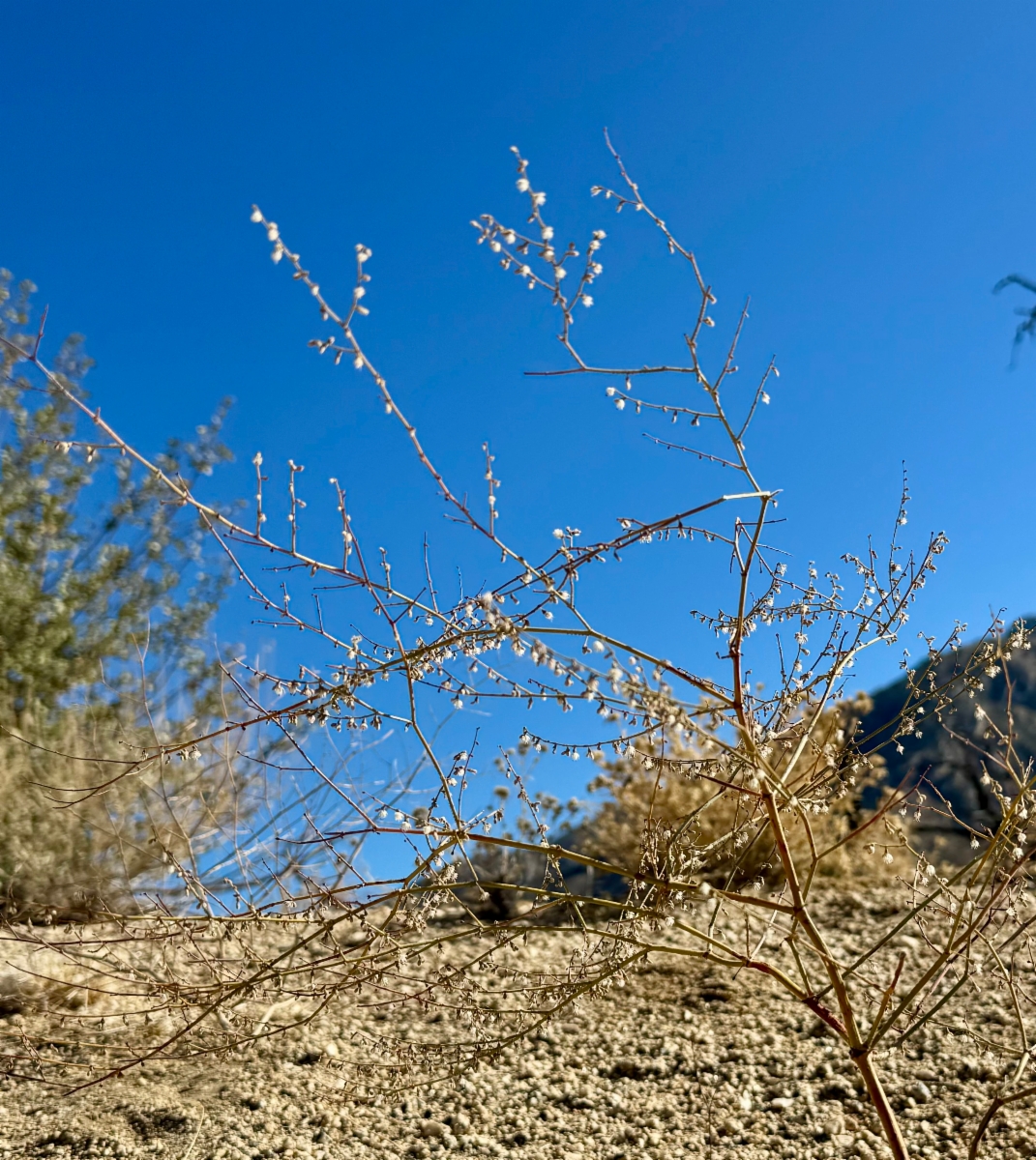 Eriogonum apiculatum