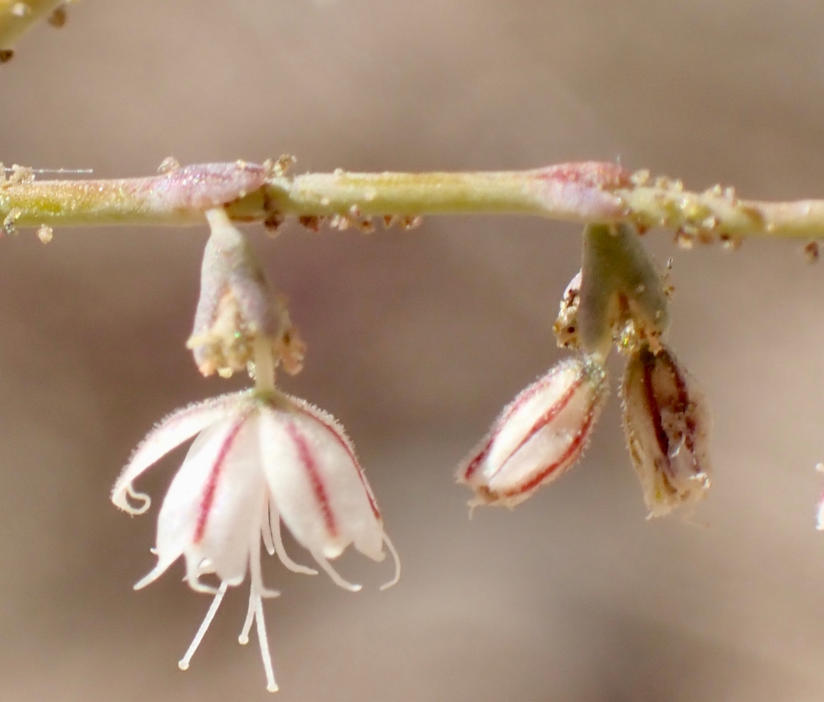 Eriogonum apiculatum