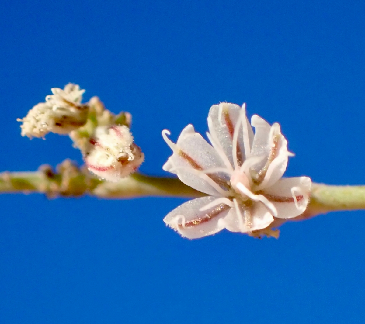 Eriogonum apiculatum