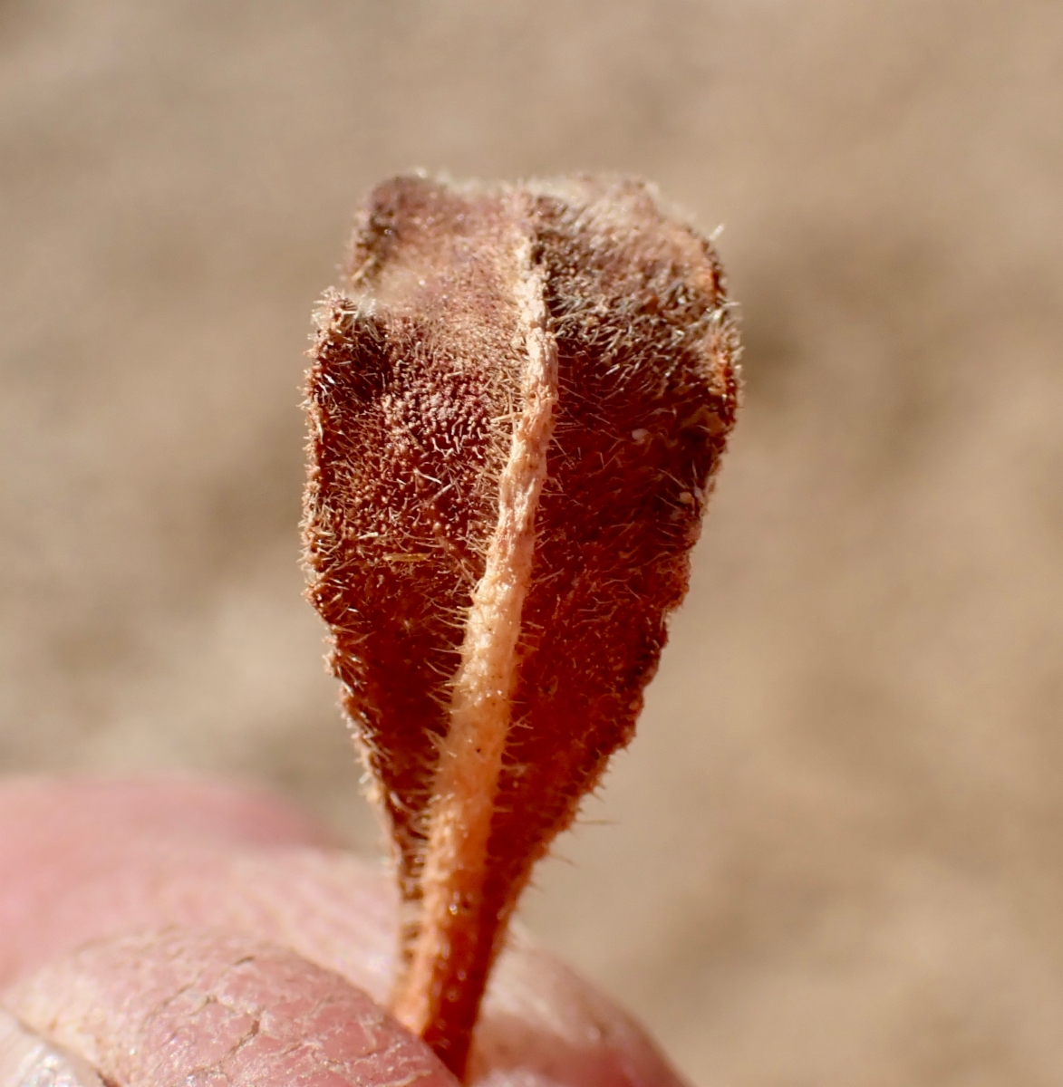 Eriogonum apiculatum