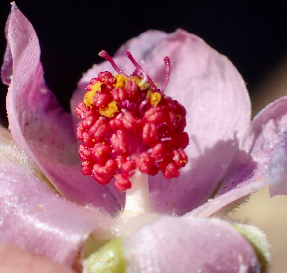 Malacothamnus fasciculatus