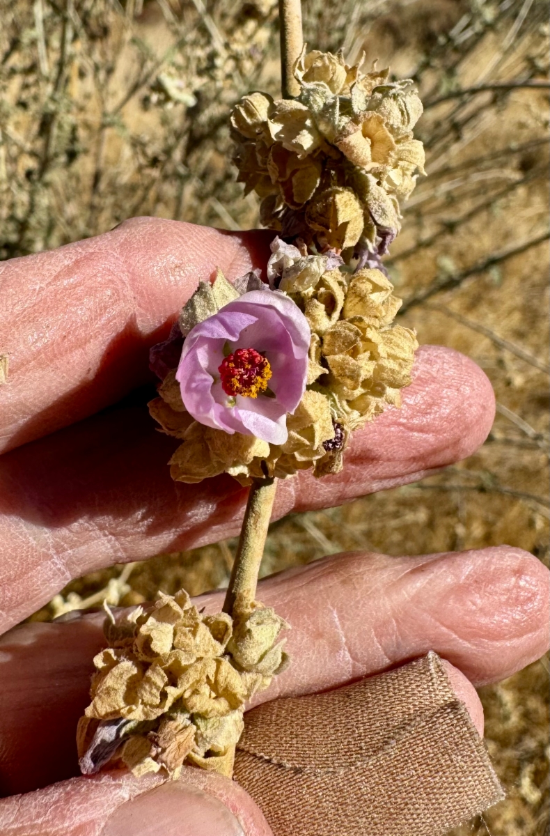 Malacothamnus fasciculatus