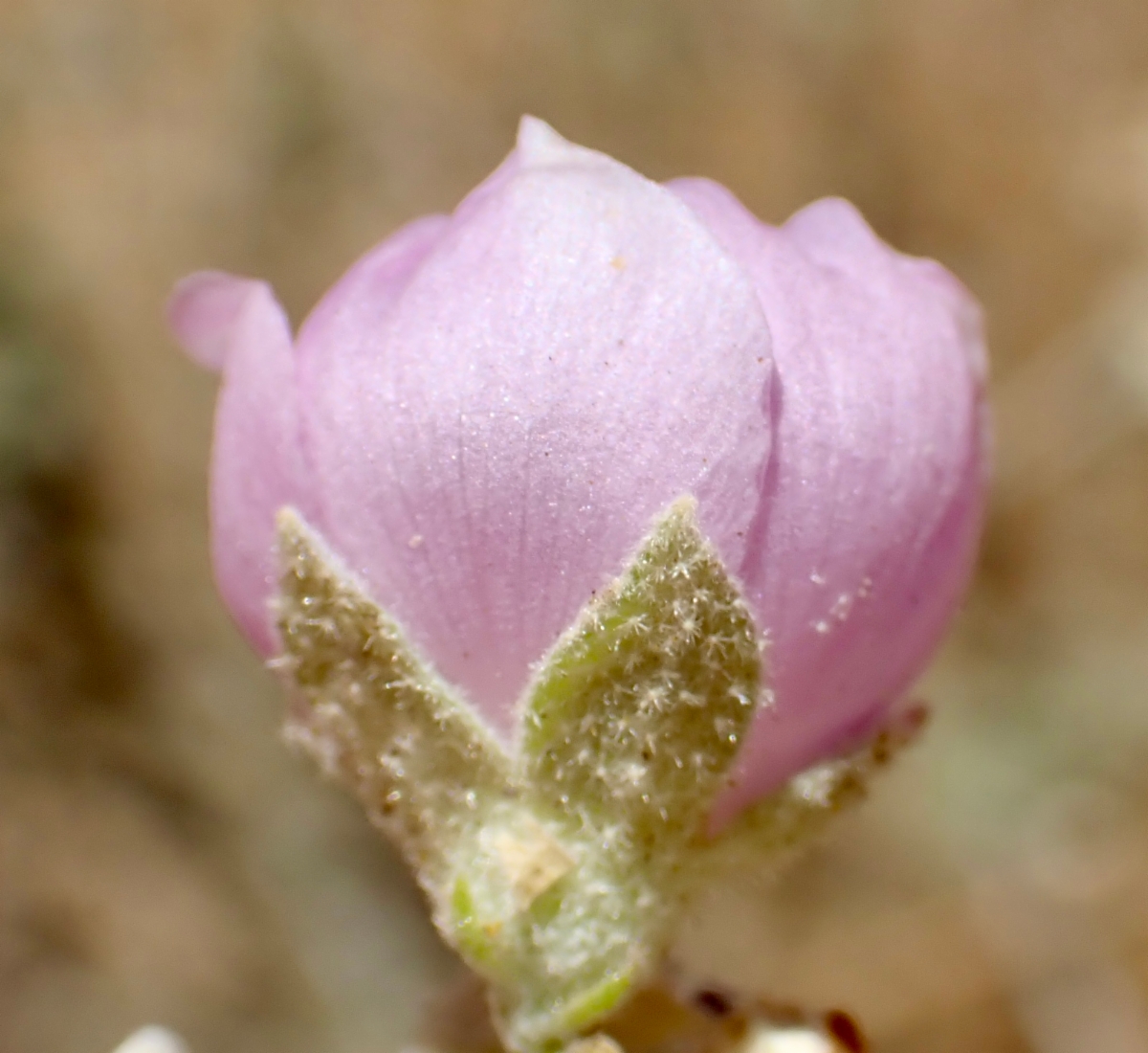 Malacothamnus fasciculatus