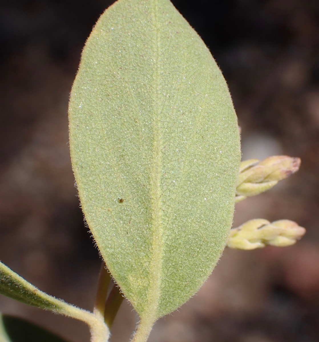 Arctostaphylos parryana ssp. desertica