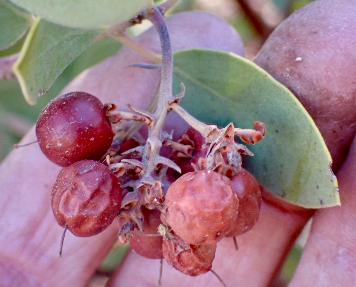 Arctostaphylos parryana ssp. desertica