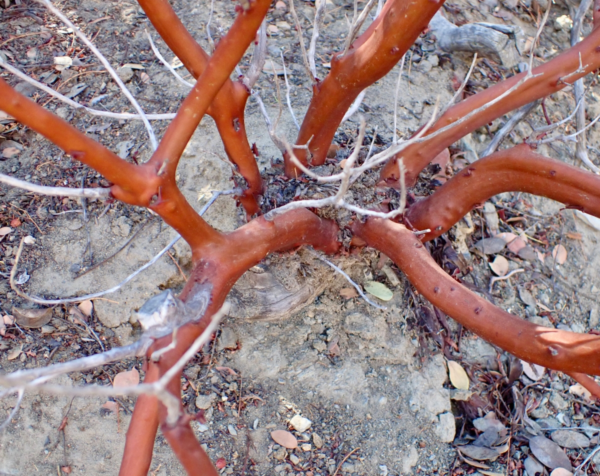 Arctostaphylos parryana ssp. desertica