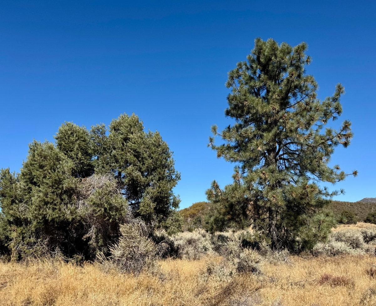 Pinus quadrifolia