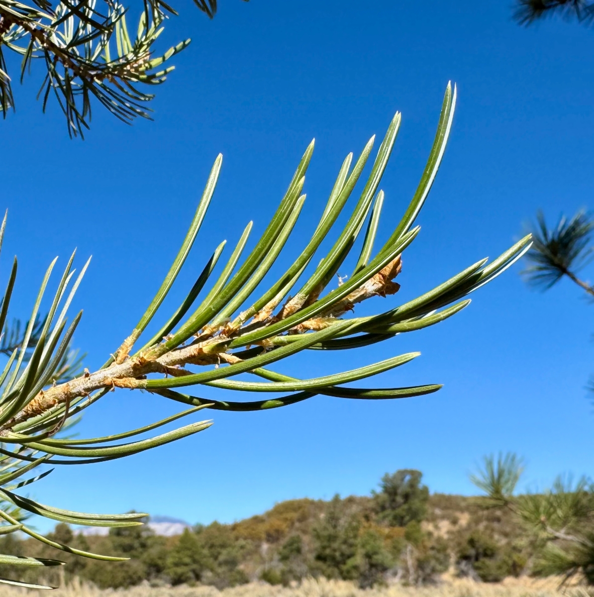 Pinus quadrifolia