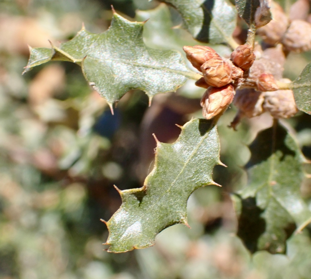 Quercus cornelius-mulleri