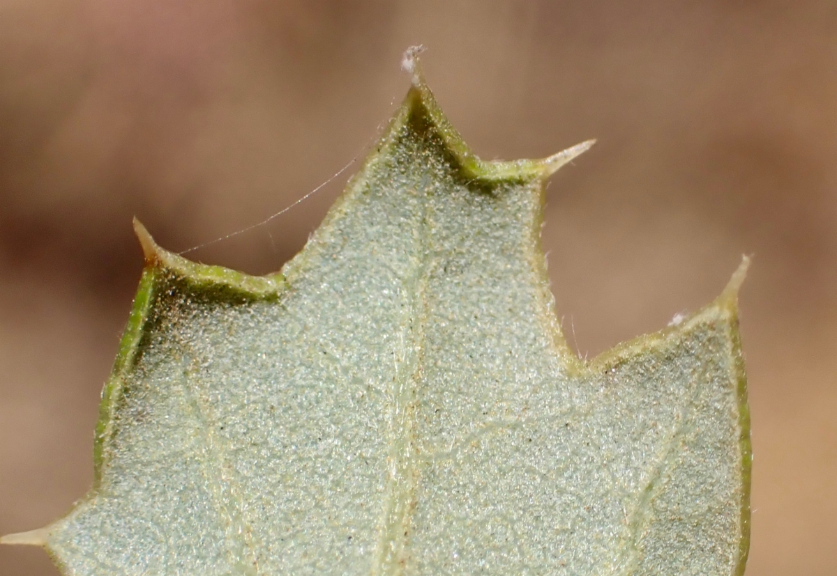 Quercus cornelius-mulleri