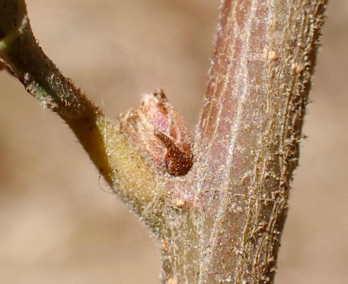 Quercus cornelius-mulleri