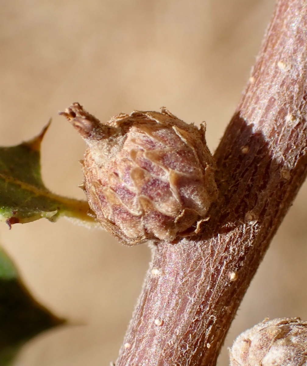 Quercus cornelius-mulleri