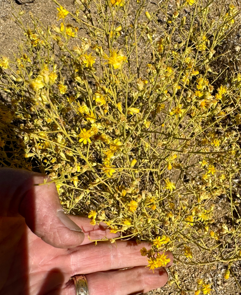 Gutierrezia sarothrae