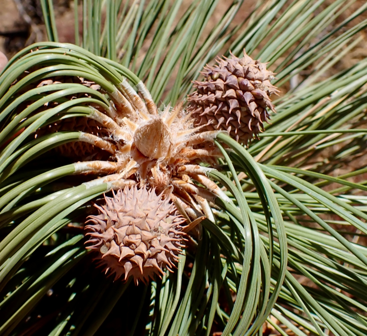 Pinus jeffreyi