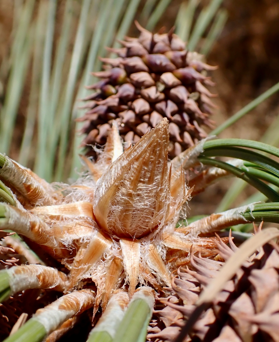 Pinus jeffreyi