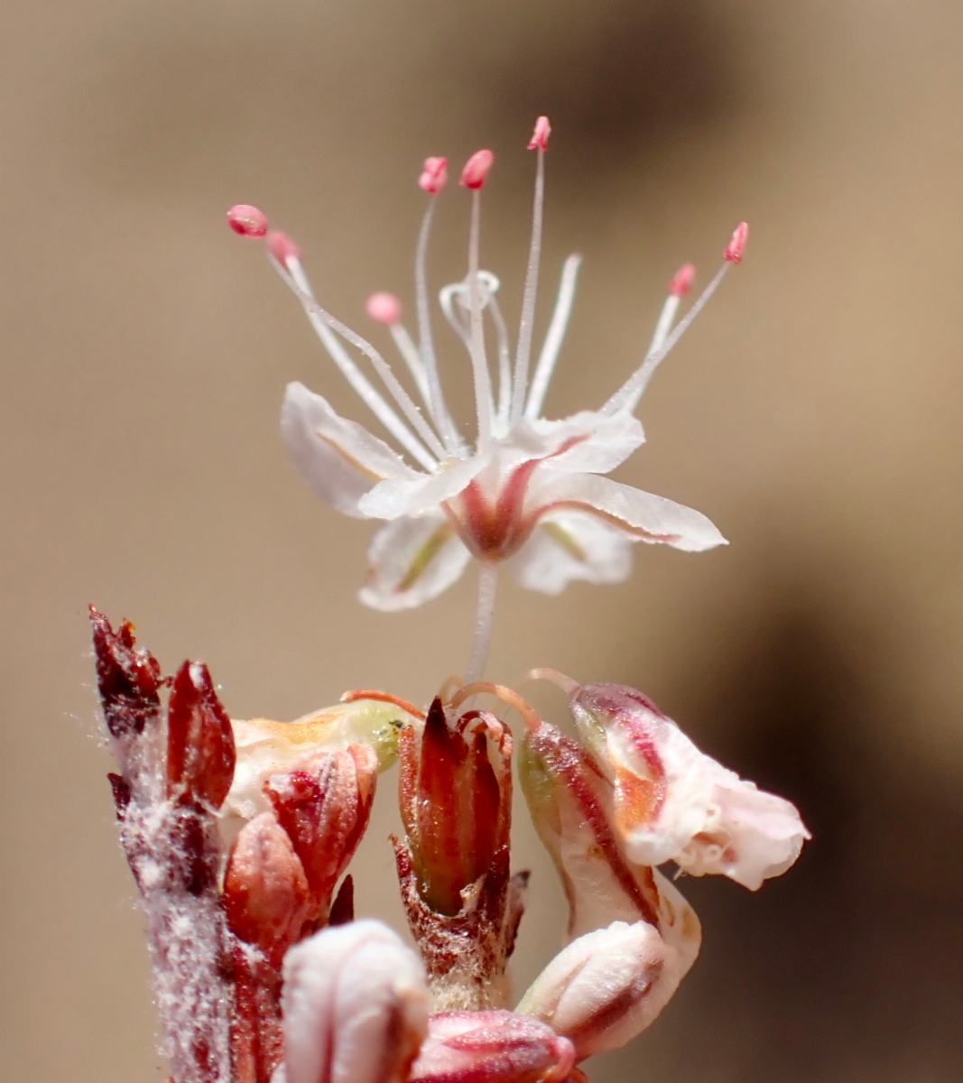 Eriogonum wrightii var. membranaceum