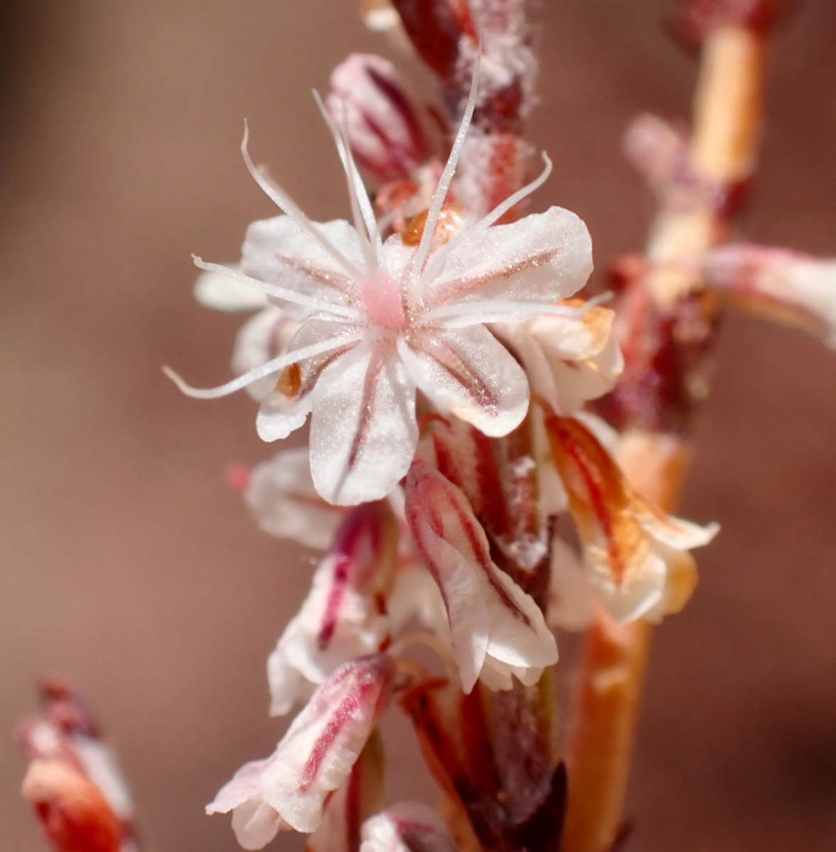 Eriogonum wrightii var. membranaceum