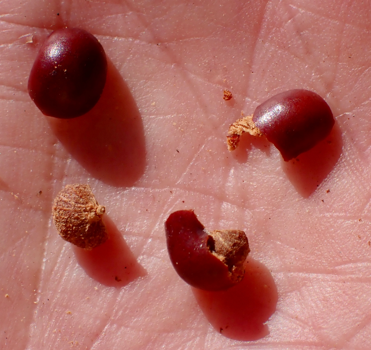 Arctostaphylos rainbowensis